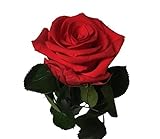 Decoflorales® - Eine echte, konservierte Rose. Unvergängliche Rose. Haltbare Rose. Ewig blühende Rose. Farbe rot, Länge 27 cm
