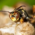 Was tun bei einem Bienenstich / Wespenstich? 